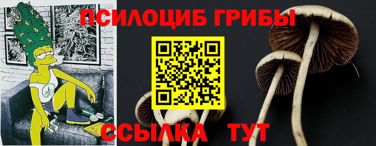 Псилоцибиновые грибы Cubensis Тавда